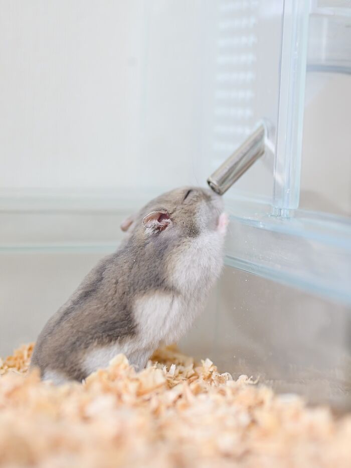 Adorable hamster drinking water from a bottle inside a clear cage with wood shavings bedding.