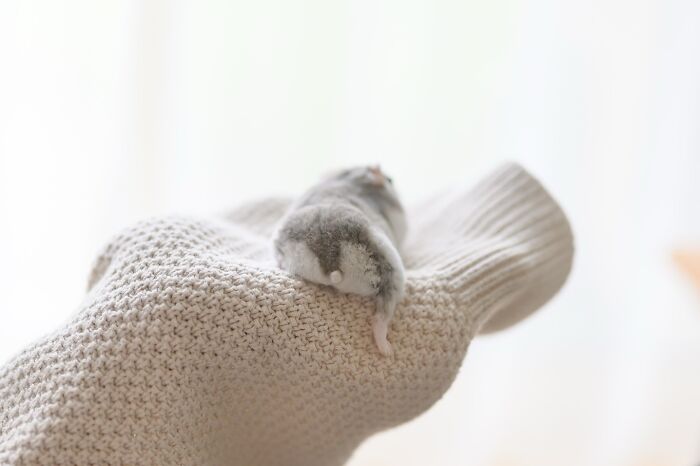 Small adorable hamster resting on a soft beige knitted glove, showcasing cute hamster pics from Instagram.