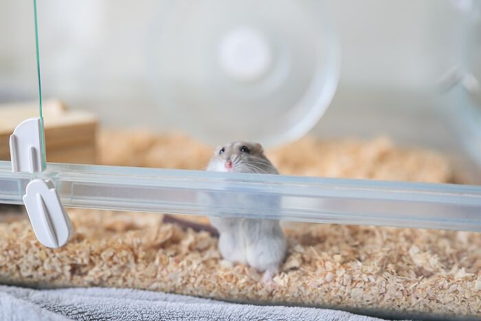 Small adorable hamster peeking over edge of glass cage filled with wood shavings in a cozy habitat.