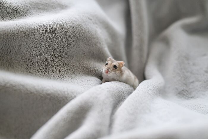Small adorable hamster sitting on a soft gray blanket with a curious expression, highlighting cute pet charm.