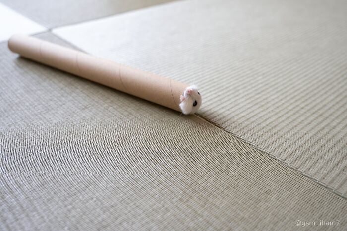 Cute hamster peeking out of a cardboard tube on a textured surface in an adorable hamster pics collection.