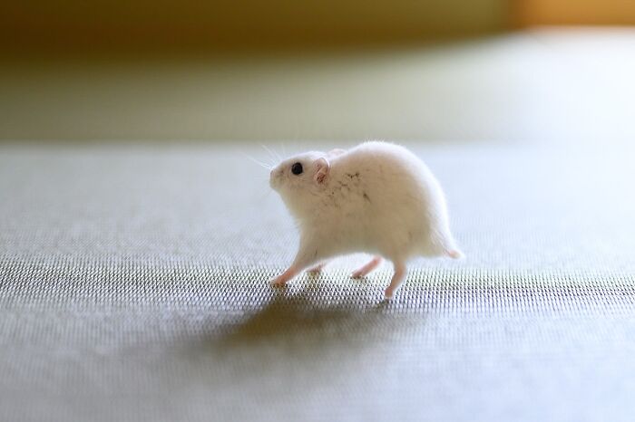 White hamster walking on textured surface with soft light highlighting its adorable small features and curious expression.