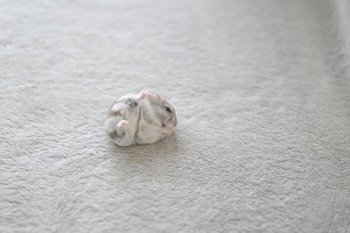 Small adorable hamster lying on its back on a soft textured surface, captured in a cute moment for hamster pics.