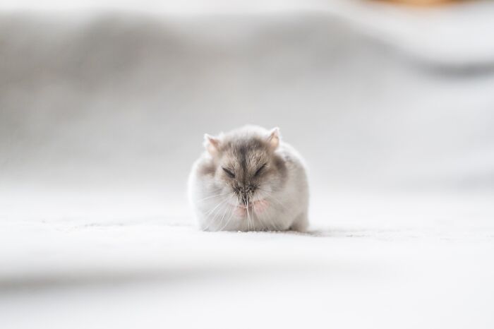Small adorable hamster sitting on a soft white surface with eyes closed in a cozy and peaceful setting.