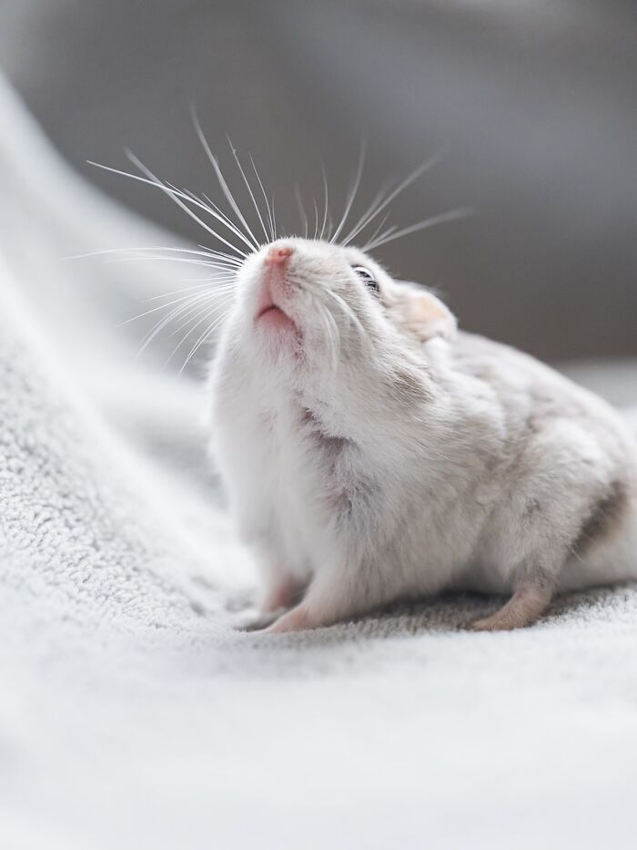 Close-up of an adorable hamster looking upward with long whiskers on a soft textured surface.