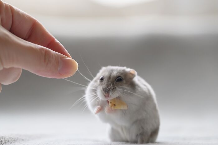 Close-up of an adorable hamster nibbling a small snack while a hand gently touches its whiskers in soft natural light.