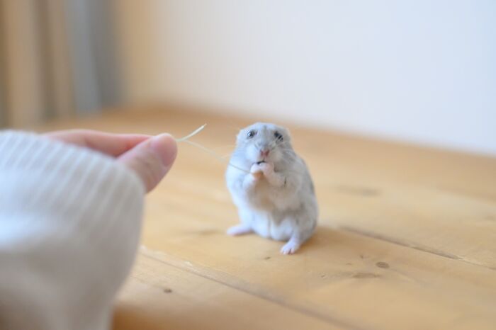 Small adorable hamster nibbling on a piece of straw held by a person over a wooden surface, close-up photo.
