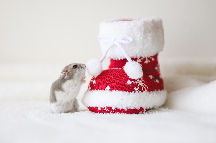 Small adorable hamster next to a red and white Christmas stocking on a soft white surface.