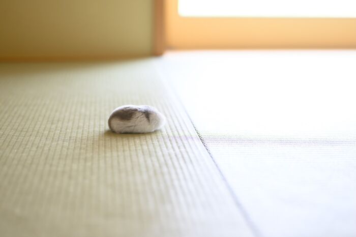 Small adorable hamster curled up on a textured floor in soft natural light, showcasing cute hamster pics from Instagram.