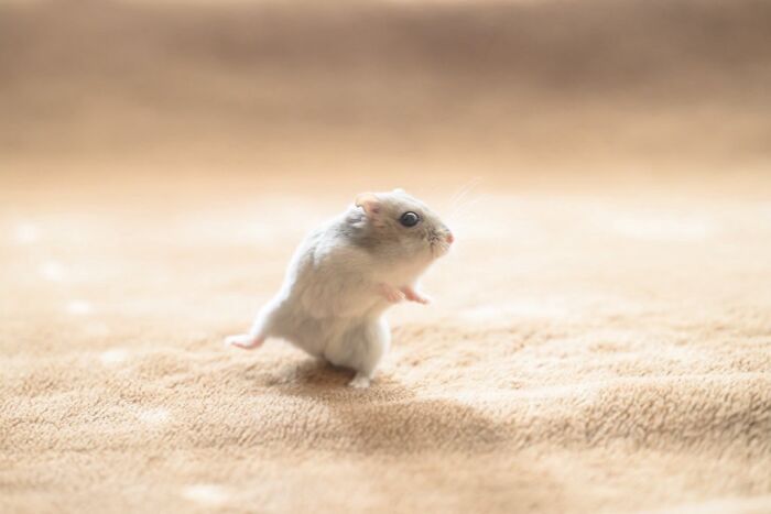 Small adorable hamster standing on a soft beige surface with a blurred warm background in a cute pose.