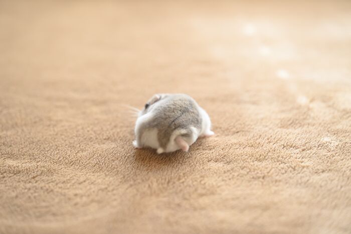 Small adorable hamster walking away on a soft brown surface, showcasing cute features in a cozy setting.