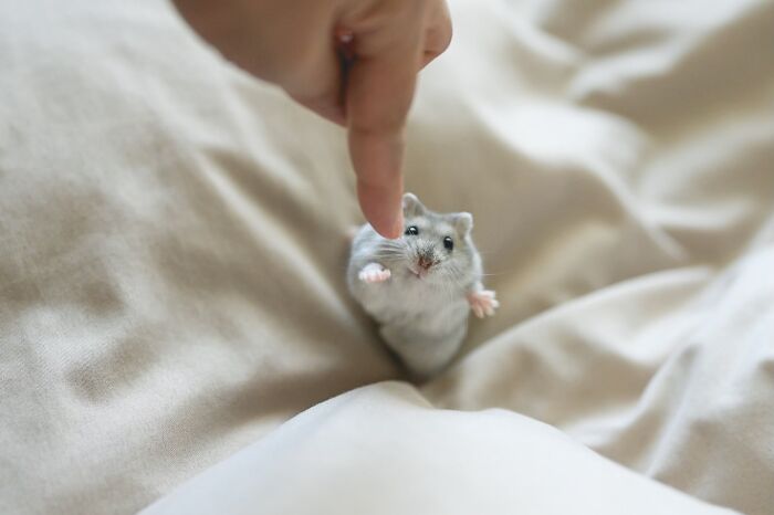 Small adorable hamster reaching out to a human finger while sitting on a beige fabric surface.