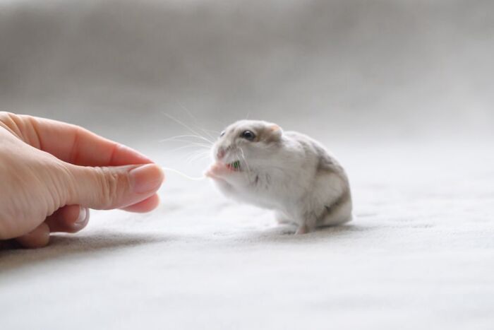 A small adorable hamster nibbling on a piece of food held by a human hand on a soft white surface.