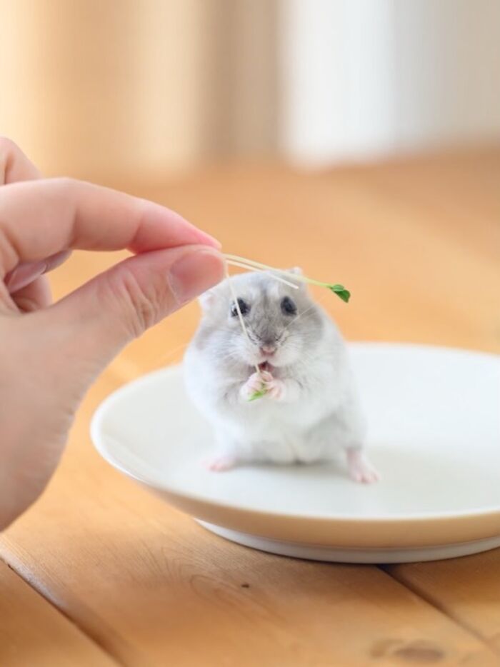 Hand feeding a small hamster on a white plate, showcasing adorable hamster pics from an Instagram page.