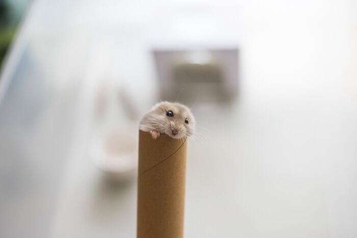 Adorable hamster peeking out of a cardboard tube with a blurred bright background in a cozy indoor setting.