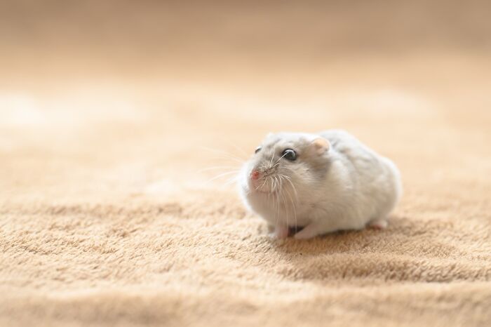 Small adorable hamster with white and gray fur sitting on a soft beige surface in bright natural light