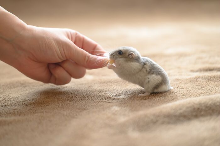 A small adorable hamster nibbling a human finger on a soft textured surface, showcasing pet hamster cuteness and charm.