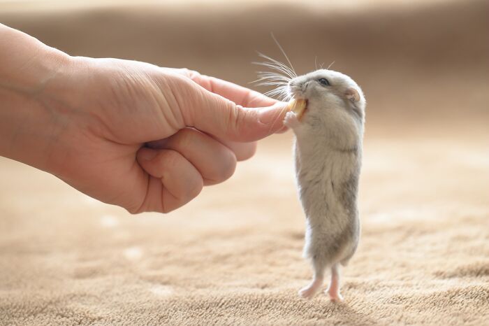 Small adorable hamster standing on hind legs, eating food from a human hand on a soft beige surface.