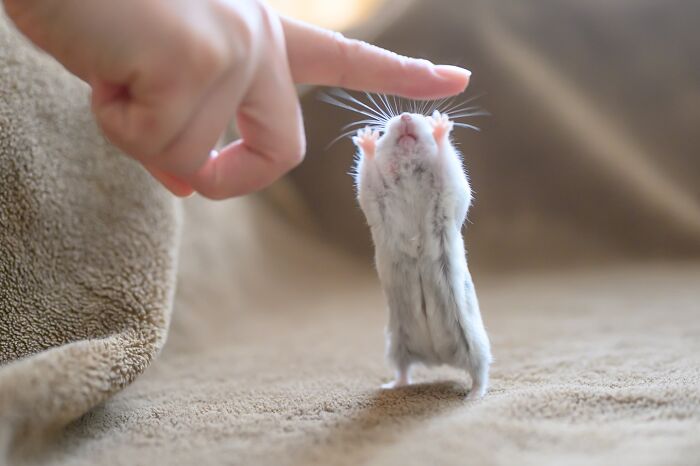 Tiny adorable hamster standing on hind legs reaching up to a human finger on a soft brown surface.
