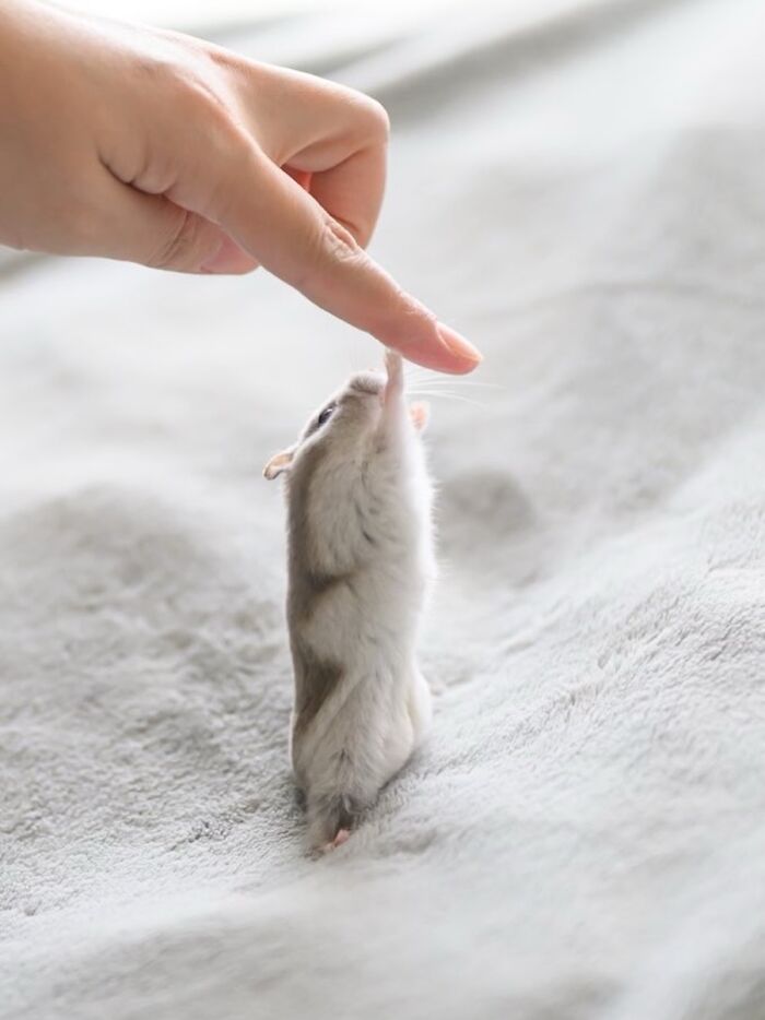 Adorable hamster standing on hind legs reaching up to gently touch a human finger on a soft blanket.