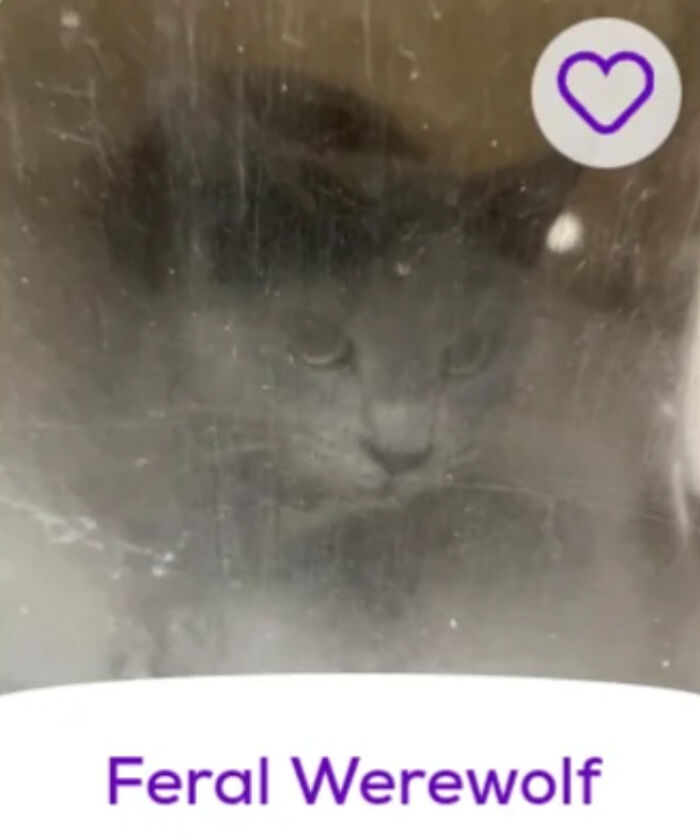 Gray cat peering through scratched glass with heart icon and caption Feral Werewolf, pet names