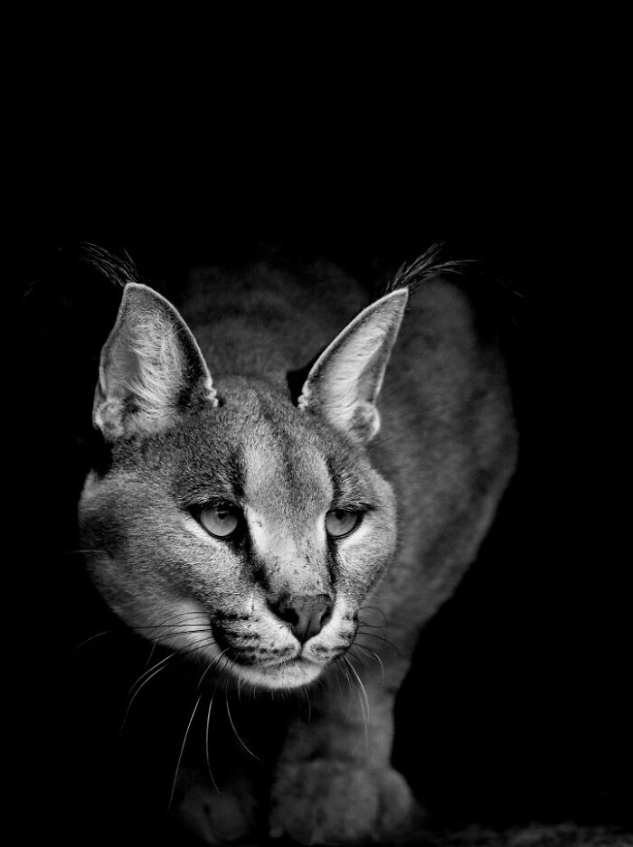 “When Color Disappears, The Soul Appears: Black-And-White Wildlife Photography”