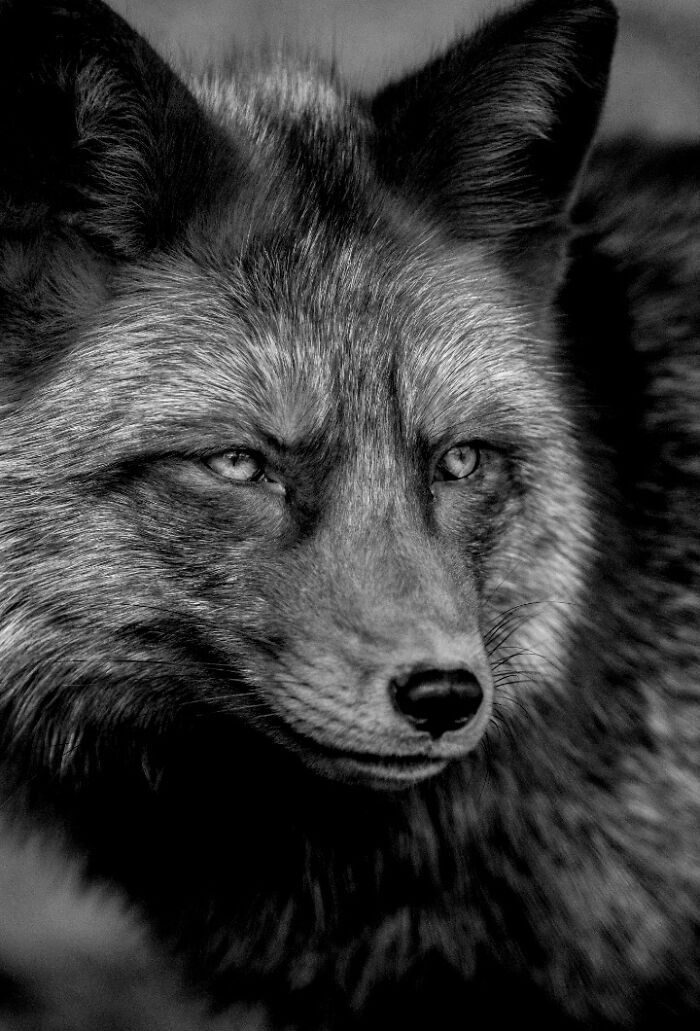 “When Color Disappears, The Soul Appears: Black-And-White Wildlife Photography”