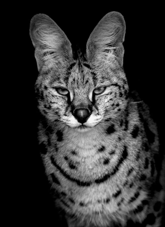 “When Color Disappears, The Soul Appears: Black-And-White Wildlife Photography”