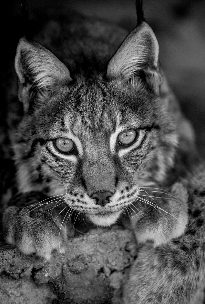 “When Color Disappears, The Soul Appears: Black-And-White Wildlife Photography”