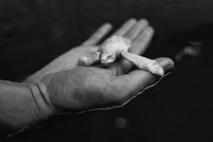 Close-up of a tiny turtle resting on a person's hand, featured in stunning animal photos from the non professional category.