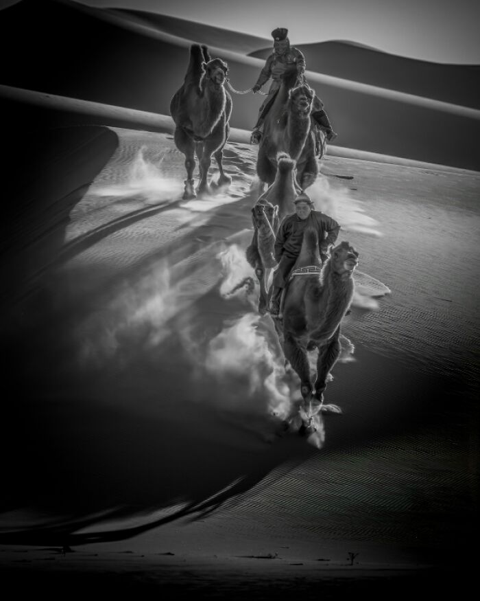 Camels and riders moving quickly through desert sand in a stunning animal photo from non professional category.