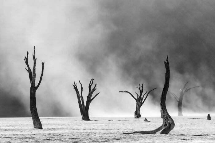 Barren dead trees standing in a foggy landscape, showcasing stunning animal photos from non professional exposure awards.