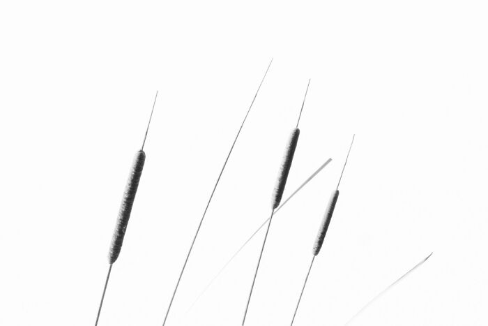 Close-up of cattail plants in a minimalistic style representing stunning animal photos from the non professional category.