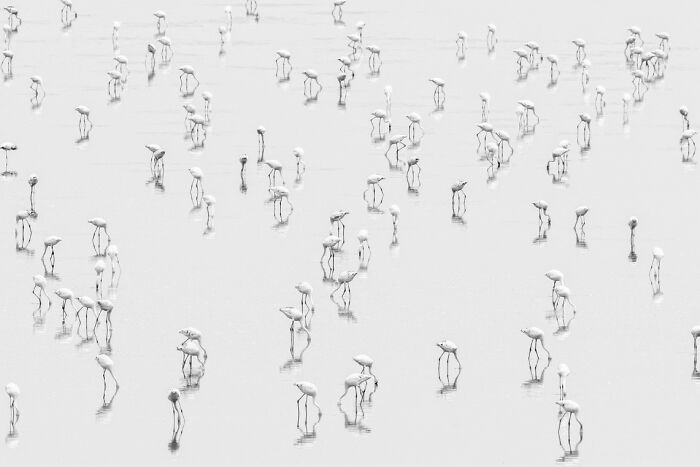 Flock of elegant birds wading in shallow water, captured in a stunning animal photo from non professional category awards.