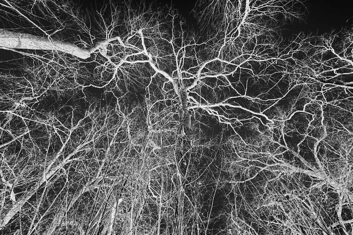 Bare tree branches at night creating a stark pattern, featured in stunning animal photos from the non professional category