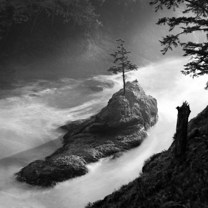 Black and white nature scene featuring a lone tree on a rock surrounded by misty water, showcasing stunning animal photos.