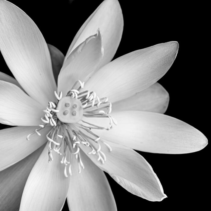 Close-up of a flower petal detail captured in stunning animal photos from the non professional Exposure One Awards.