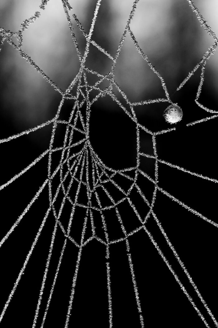Close-up of a spider web covered in frost, a stunning animal photo from the non professional category of awards.