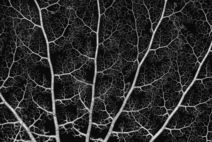 Close-up of intricate leaf veins in black and white, detailed nature pattern for stunning animal photos exposure concept