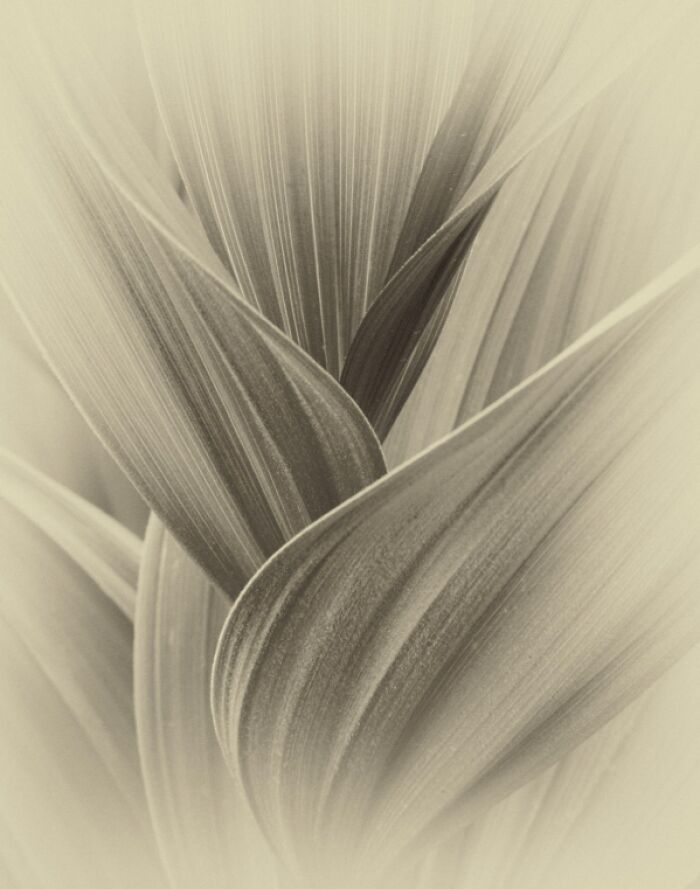 Close-up image of intertwined plant leaves showing detailed texture and patterns in soft natural light.