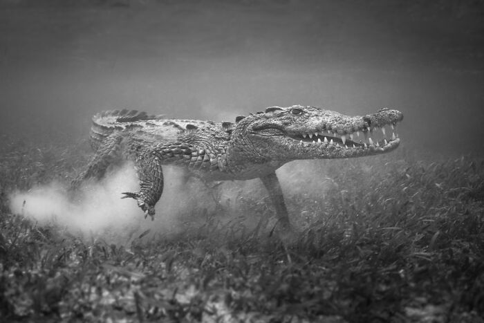 Underwater photo of a crocodile moving through aquatic plants, showcasing breathtaking underwater photography from Exposure One Awards.