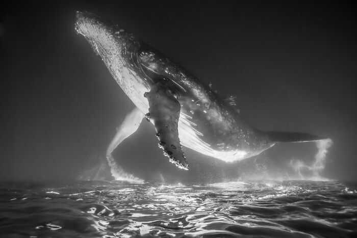 Underwater photo of a large whale swimming, showcasing breathtaking marine life from the Exposure One Awards.