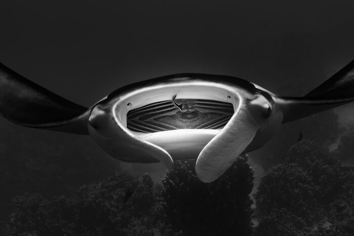 Close-up underwater photo of a manta ray swimming over coral, showcasing breathtaking underwater photography.