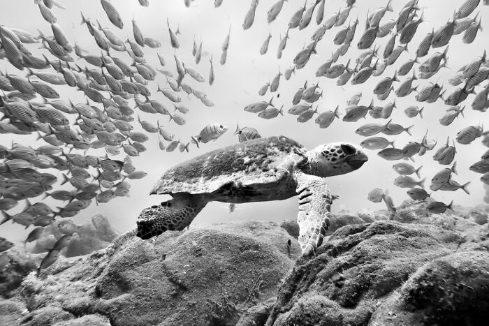 Underwater photo of a sea turtle swimming among a large school of fish showcasing breathtaking underwater photography.