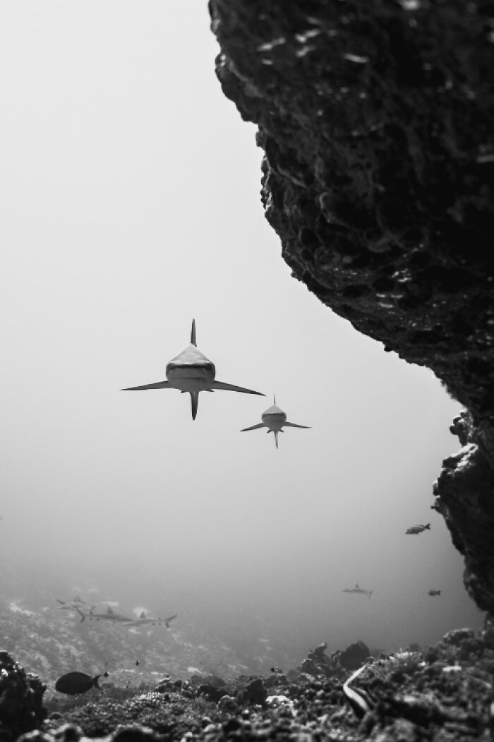 Underwater photo of sharks swimming near a rocky coral reef, showcasing breathtaking underwater photography.
