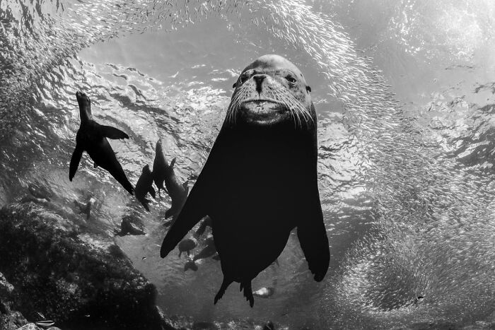 Underwater photo of sea lions swimming with a large school of fish, showcasing breathtaking aerial and underwater photography.