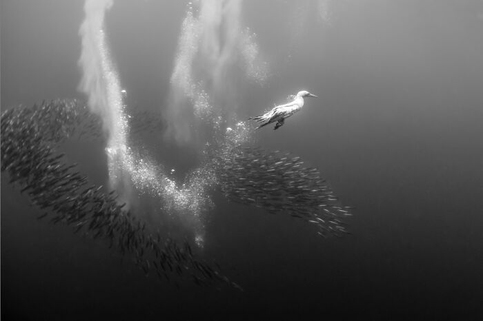 Underwater photo of a bird diving near a school of fish captured in breathtaking Exposure One Awards style.