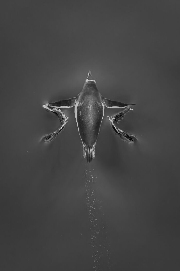 Aerial photo of a penguin swimming underwater, captured with breathtaking detail for Exposure One Awards.