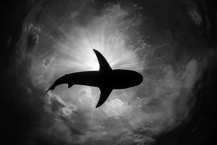 Silhouette of a shark captured in a breathtaking underwater photo with light rays shining through the water surface.