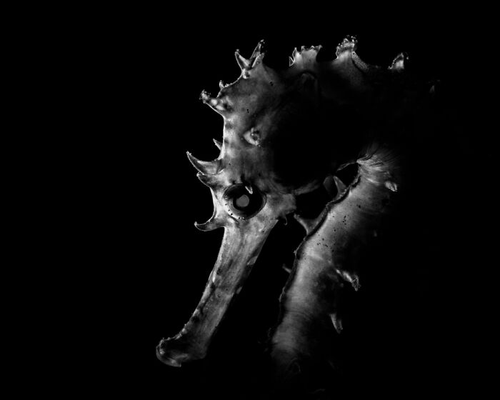 Close-up black and white underwater photo of a seahorse showcasing breathtaking details and textures.